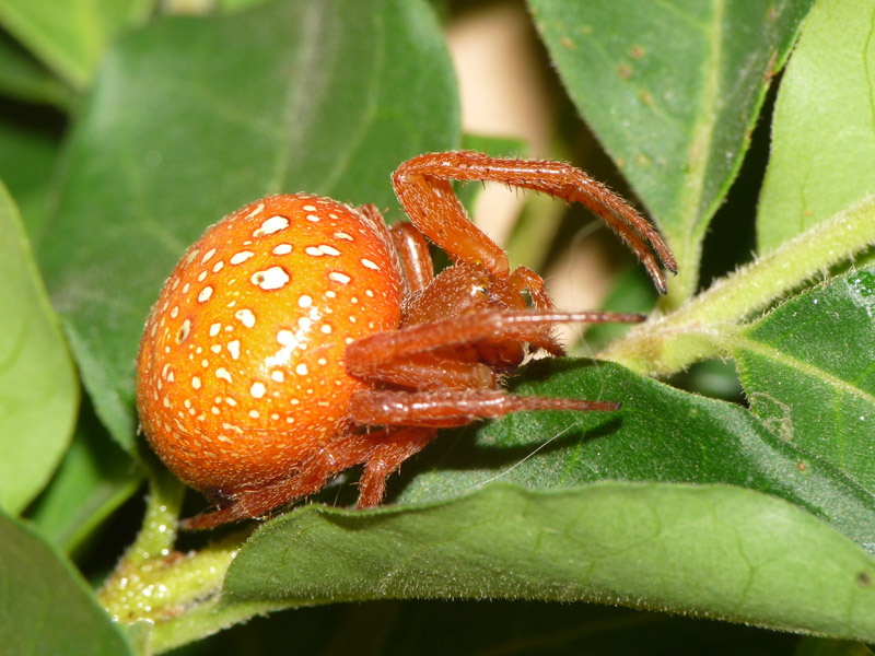 Araneus alsine